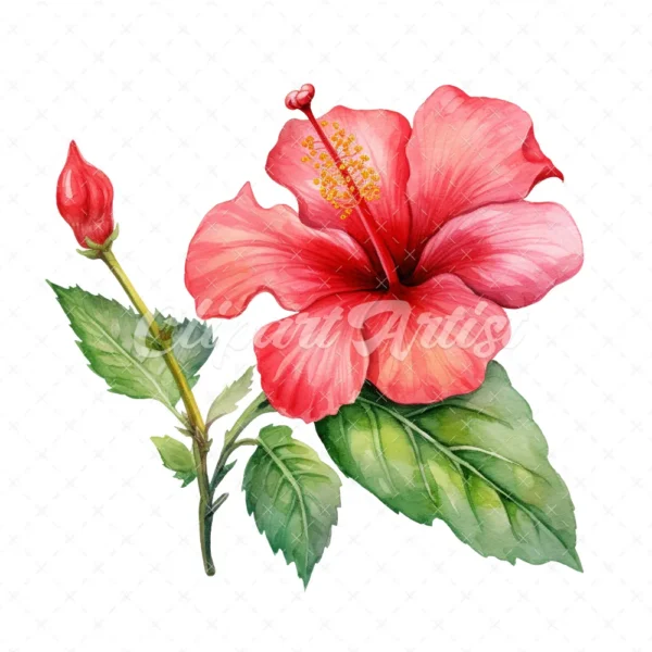 20 High-Quality Hibiscus Plant Clipart - Hibiscus plant digital watercolor JPG instant download for commercial use - Digital download