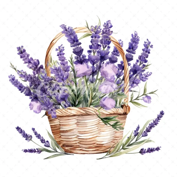 20 High-Quality Lavender Flowers Basket Clipart - Lavender digital watercolor JPG instant download for commercial use - Digital download