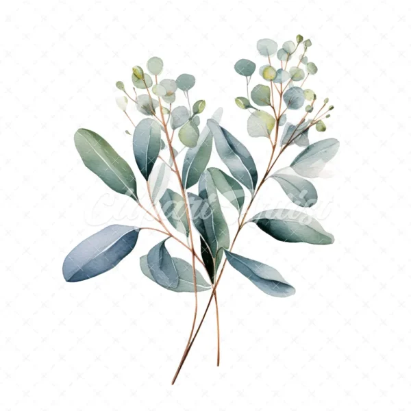 20 High-Quality Eucalyptus Clipart - Eucalyptus digital watercolor JPG instant download for commercial use - Digital download