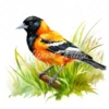 20 High-Quality Baltimore Oriole Clipart - Baltimore oriole digital watercolor JPG instant download for commercial use - Digital download