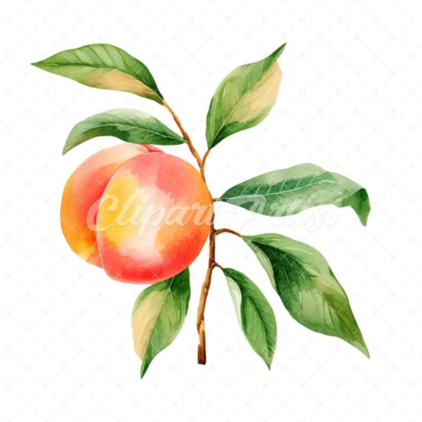 19 High-Quality Peach Clipart - Peach digital watercolor JPG instant download for commercial use - Digital download