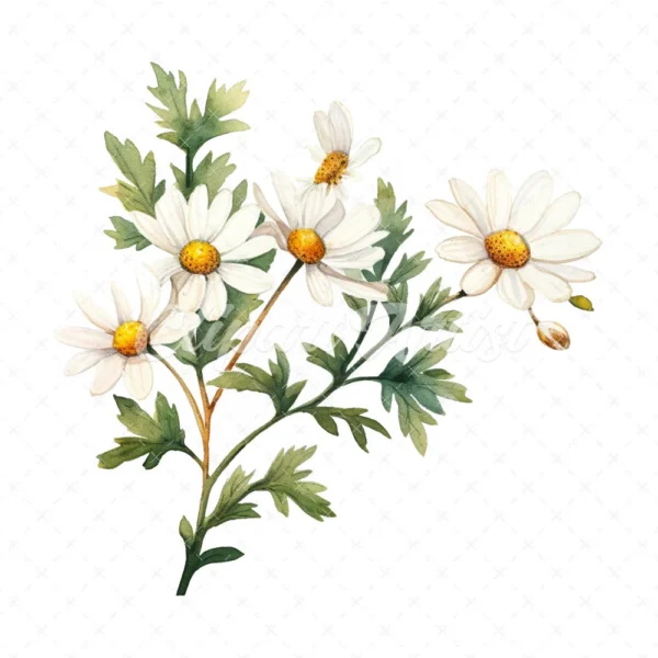 20 High-Quality Daisies Clipart - Daisies digital watercolor JPG instant download for commercial use - Digital download