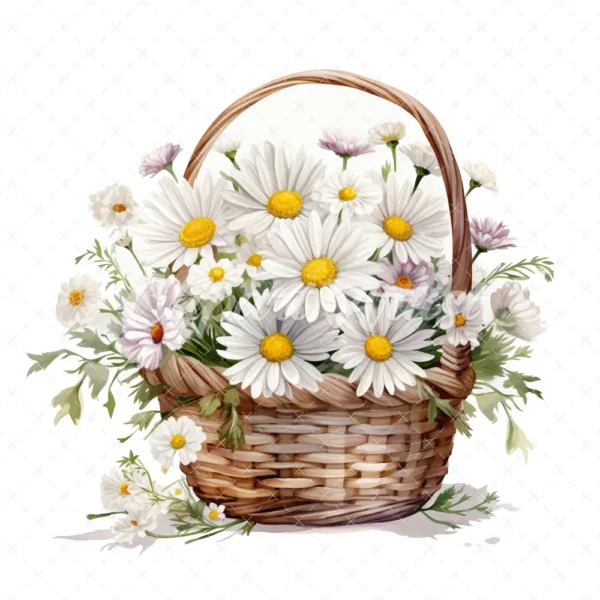 20 High-Quality Daisies Basket Clipart - Daisies basket digital watercolor JPG instant download for commercial use - Digital download