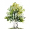 19 High-Quality Birch Tree Clipart - Birch tree digital watercolor JPG instant download for commercial use - Digital download