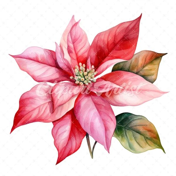 20 High-Quality Poinsettia Clipart - Poinsettia flower digital watercolor JPG instant download for commercial use - Digital download