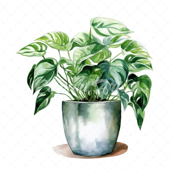19 High-Quality Pot of Philodendron Clipart - Philodendron digital watercolor JPG instant download for commercial use - Digital download