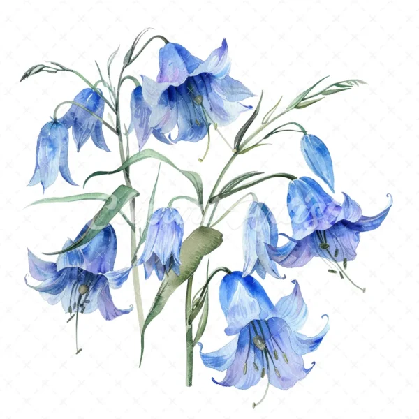 21 High-Quality Bluebells Clipart - Bluebells flowers digital watercolor JPG instant download for commercial use - Digital download