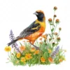19 High-Quality Baltimore Oriole Clipart - Baltimore oriole digital watercolor JPG instant download for commercial use - Digital download