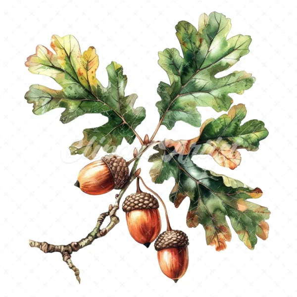 19 High-Quality Oak Acorns Clipart - Oak acorns digital watercolor JPG instant download for commercial use - Digital download