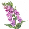 18 High-Quality Foxglove Clipart - Foxglove flowers digital watercolor JPG instant download for commercial use - Digital download