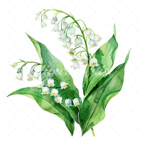 20 High-Quality Lily Of Valley Clipart - Lily of the valley digital watercolor JPG instant download for commercial use - Digital download