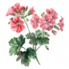 20 High-Quality Geranium Flowers Clipart - Geranium flowers digital watercolor JPG instant download for commercial use - Digital download