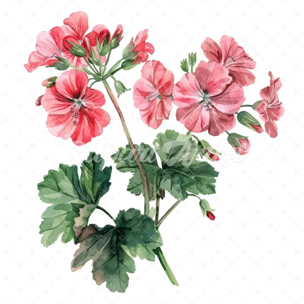 20 High-Quality Geranium Flowers Clipart - Geranium flowers digital watercolor JPG instant download for commercial use - Digital download