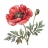 20 High-Quality Oriental Poppy Flower Clipart - Oriental poppy digital watercolor JPG instant download for commercial use - Digital download