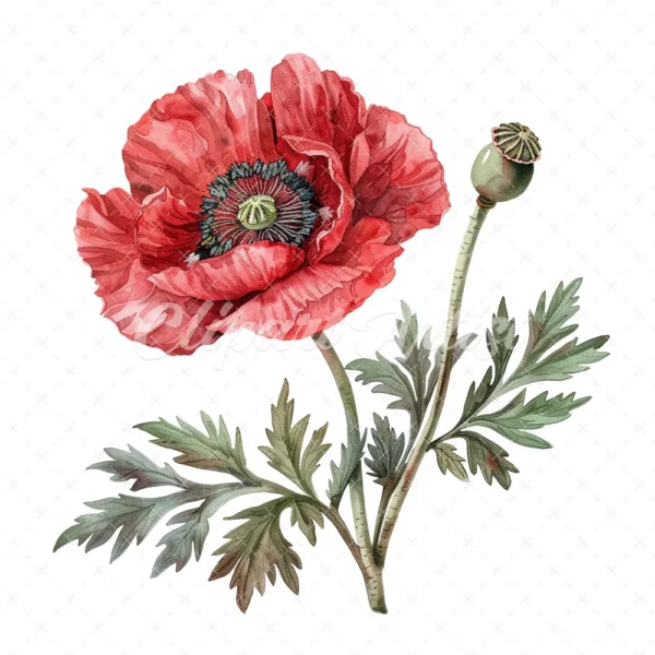 20 High-Quality Oriental Poppy Flower Clipart - Oriental poppy digital watercolor JPG instant download for commercial use - Digital download