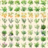 Herbs Watercolor Clipart Bundle - 575+ transparent PNG, Herbal plant graphics, Medicinal culinary images, Commercial use, Digital download