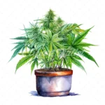 20 High-Quality Cannabis Pots Clipart - Cannabis pots digital watercolor JPG instant download for commercial use - Digital download