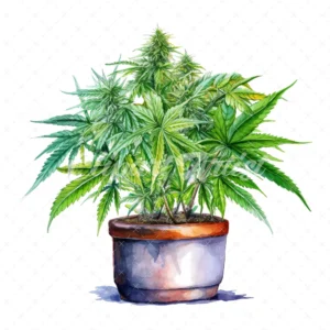 20 High-Quality Cannabis Pots Clipart - Cannabis pots digital watercolor JPG instant download for commercial use - Digital download