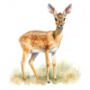 20 High-Quality Dik-Dik Antelope Clipart - Dik-dik antelope digital watercolor JPG instant download for commercial use - Digital download