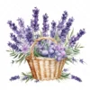 20 High-Quality Lavender Flowers Basket Clipart - Lavender digital watercolor JPG instant download for commercial use - Digital download