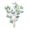 20 High-Quality Eucalyptus Clipart - Eucalyptus digital watercolor JPG instant download for commercial use - Digital download