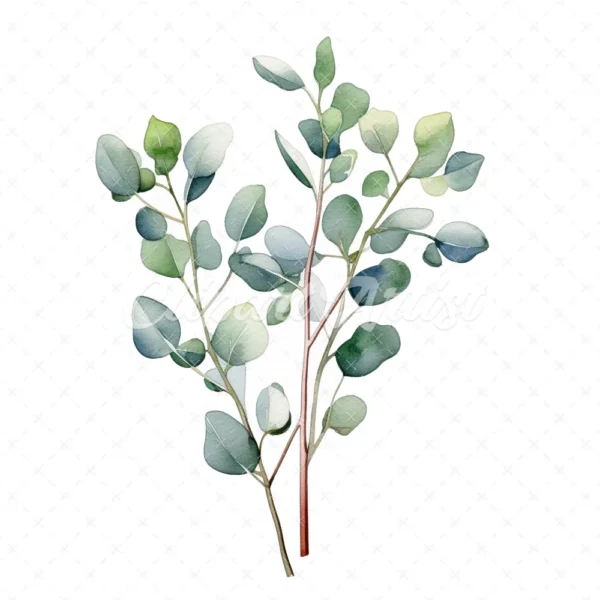 20 High-Quality Eucalyptus Clipart - Eucalyptus digital watercolor JPG instant download for commercial use - Digital download