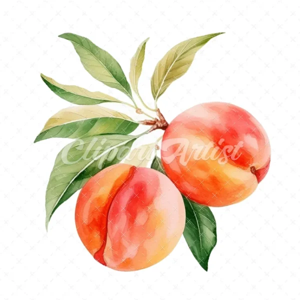 19 High-Quality Peach Clipart - Peach digital watercolor JPG instant download for commercial use - Digital download