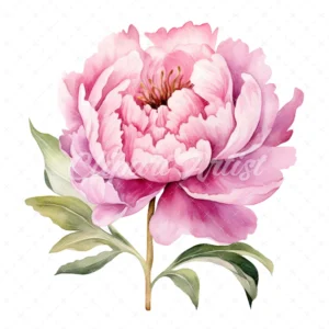 20 High-Quality Pink Peony Clipart - Pink peony digital watercolor JPG instant download for commercial use - Digital download