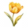 20 High-Quality Yellow Tulip Clipart - Yellow tulip digital watercolor JPG instant download for commercial use - Digital download