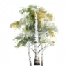 19 High-Quality Birch Tree Clipart - Birch tree digital watercolor JPG instant download for commercial use - Digital download