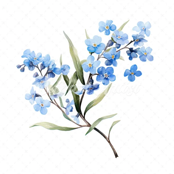 20 High-Quality Forget Me Not Clipart - Forget me not digital watercolor JPG instant download for commercial use - Digital download