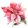 20 High-Quality Poinsettia Clipart - Poinsettia flower digital watercolor JPG instant download for commercial use - Digital download