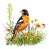 19 High-Quality Baltimore Oriole Clipart - Baltimore oriole digital watercolor JPG instant download for commercial use - Digital download