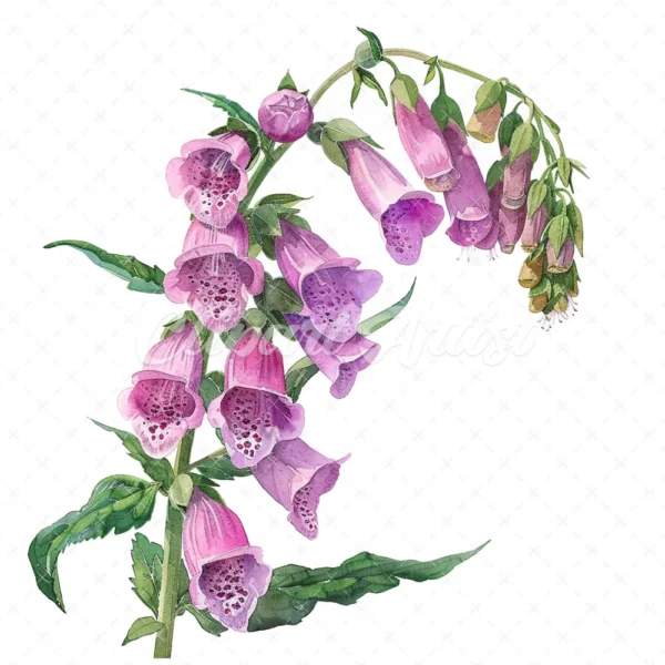 18 High-Quality Foxglove Clipart - Foxglove flowers digital watercolor JPG instant download for commercial use - Digital download