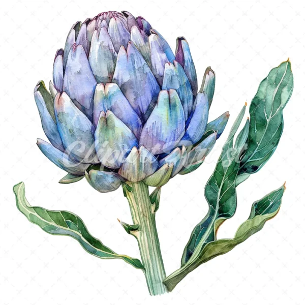 20 High-Quality Artichoke Clipart - Artichoke flower digital watercolor JPG instant download for commercial use - Digital download