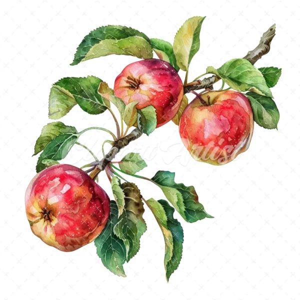 20 High-Quality Apple Branch Clipart - Apple branch watercolor JPG instant download for commercial use - Digital download
