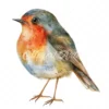 20 High-Quality Quirky Robin Clipart - Quirky robin bird digital watercolor JPG instant download for commercial use - Digital download