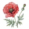 20 High-Quality Oriental Poppy Flower Clipart - Oriental poppy digital watercolor JPG instant download for commercial use - Digital download