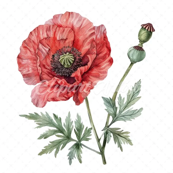 20 High-Quality Oriental Poppy Flower Clipart - Oriental poppy digital watercolor JPG instant download for commercial use - Digital download