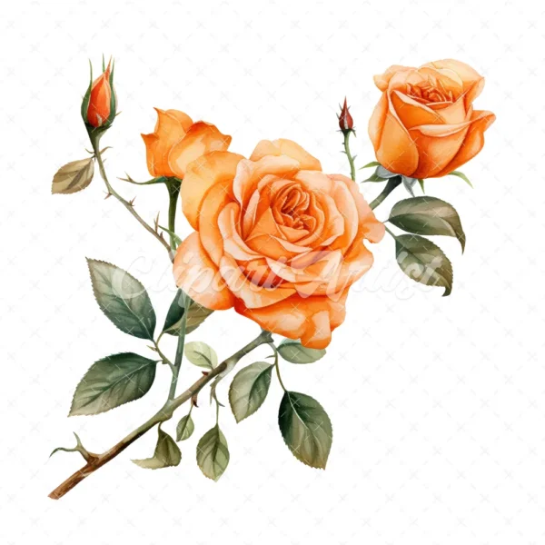 20 High-Quality Orange Rose Clipart - Orange rose digital watercolor JPG instant download for commercial use - Digital download