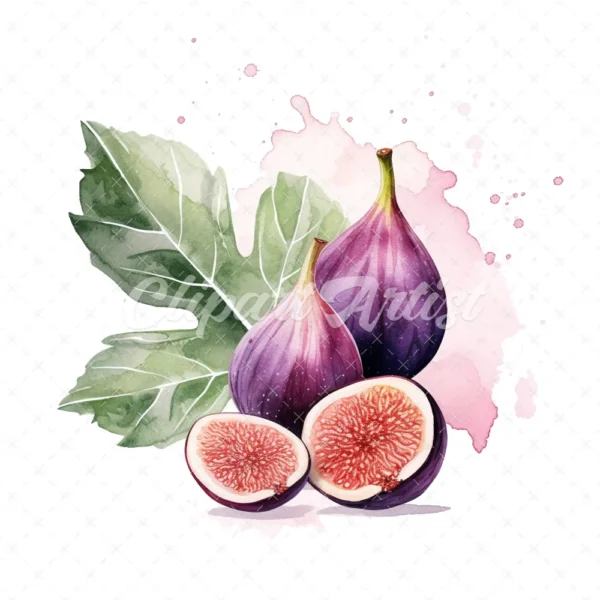23 High-Quality Fig Clipart - Fig digital watercolor JPG instant download for commercial use - Digital download