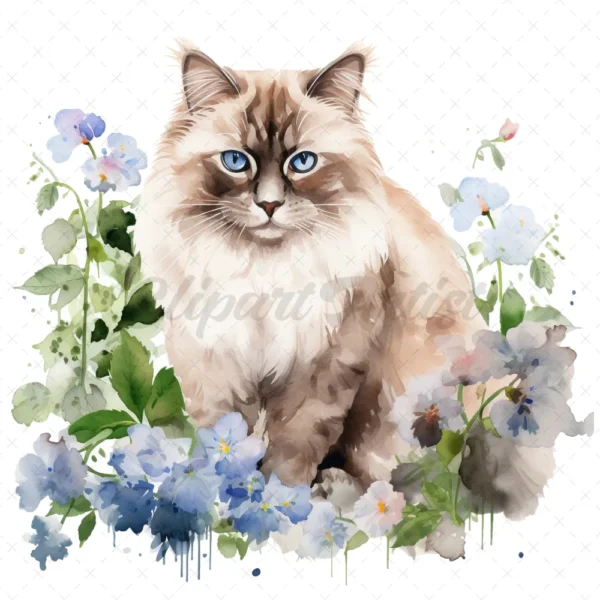 20 High-Quality Ragdoll Cats Clipart - Ragdoll cat digital watercolor JPG instant download for commercial use - Digital download