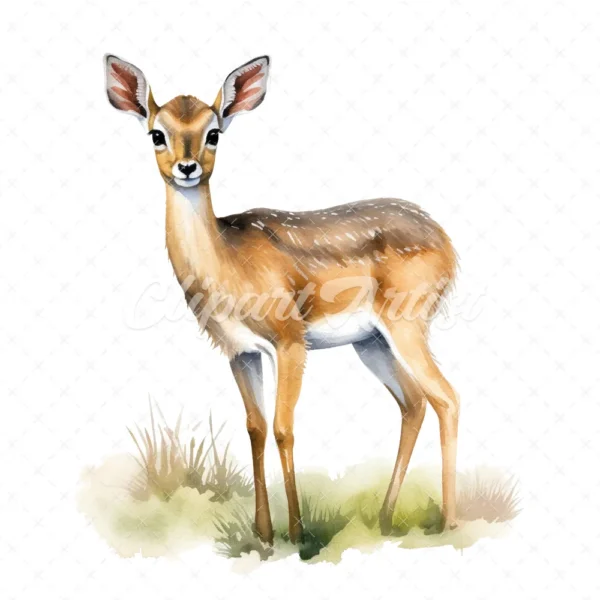 20 High-Quality Dik-Dik Antelope Clipart - Dik-dik antelope digital watercolor JPG instant download for commercial use - Digital download