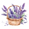 20 High-Quality Lavender Flowers Basket Clipart - Lavender digital watercolor JPG instant download for commercial use - Digital download