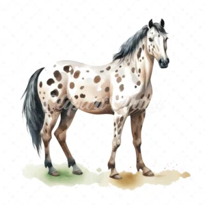 20 High-Quality Appaloosa Horse Clipart - Appaloosa horse digital watercolor JPG instant download for commercial use - Digital download