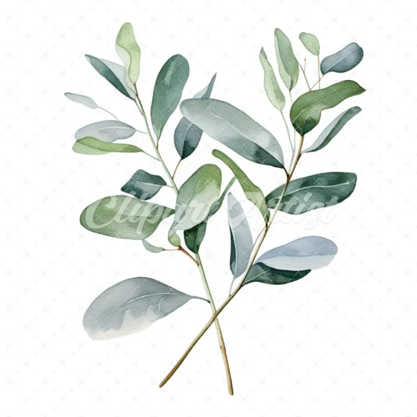 20 High-Quality Eucalyptus Clipart - Eucalyptus digital watercolor JPG instant download for commercial use - Digital download