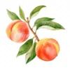 19 High-Quality Peach Clipart - Peach digital watercolor JPG instant download for commercial use - Digital download