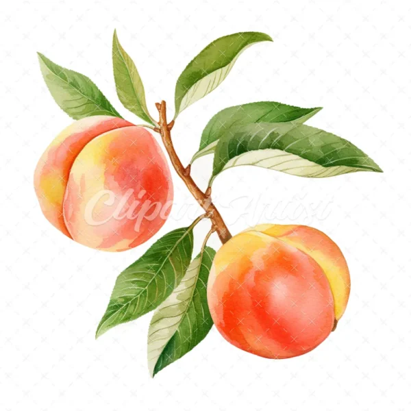 19 High-Quality Peach Clipart - Peach digital watercolor JPG instant download for commercial use - Digital download