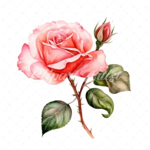 21 High-Quality Rosa Moyesii Clipart - Rosa moyesii digital watercolor JPG instant download for commercial use - Digital download