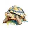 20 High-Quality Cute Tortoise Clipart - Cute tortoise digital watercolor JPG instant download for commercial use - Digital download